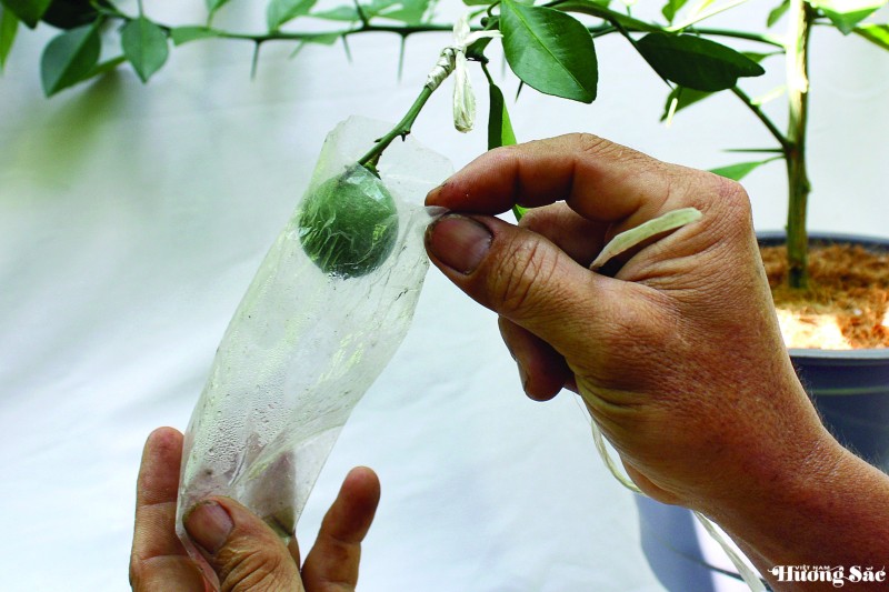 Nghệ thuật ghép cây cảnh: Kỹ thuật ghép cành 