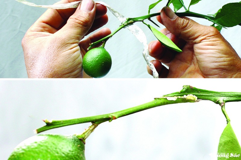 Nghệ thuật ghép cây cảnh: Kỹ thuật ghép cành 