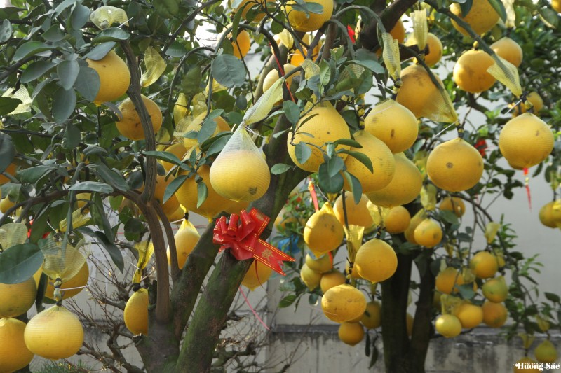 Nghệ thuật ghép cây cảnh: Kỹ thuật ghép cành 