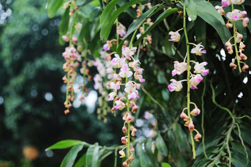 Khai mạc Triển lãm Hoa Lan Nghệ thuật Toàn quốc lần thứ III tại Đền Hùng