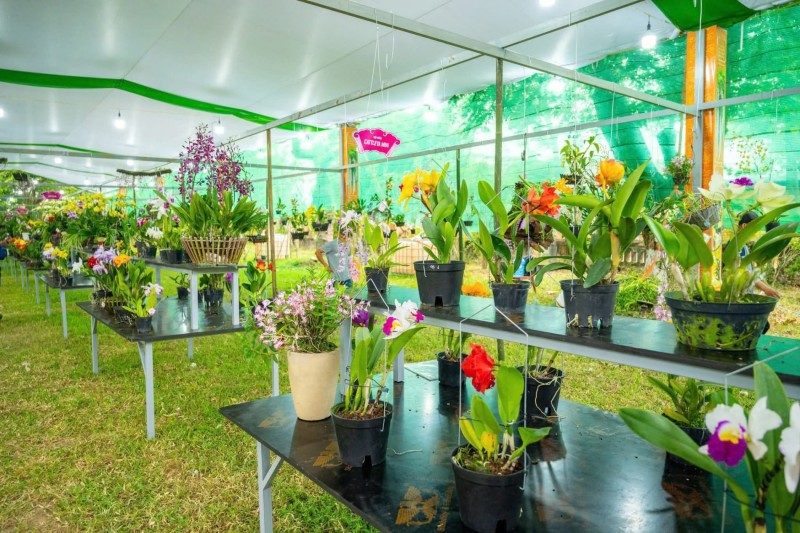 Festival Huế 2026: Thưởng ngoạn phong lan, cây cảnh giữa di sản