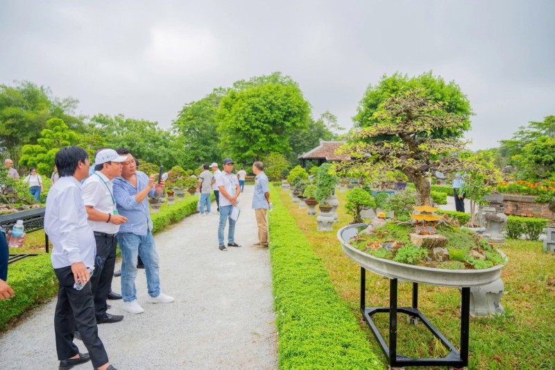 Festival Huế 2026: Thưởng ngoạn phong lan, cây cảnh giữa di sản