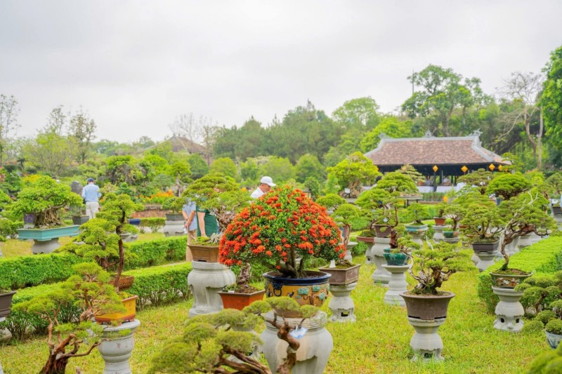 Festival Huế 2026: Thưởng ngoạn phong lan, cây cảnh giữa di sản