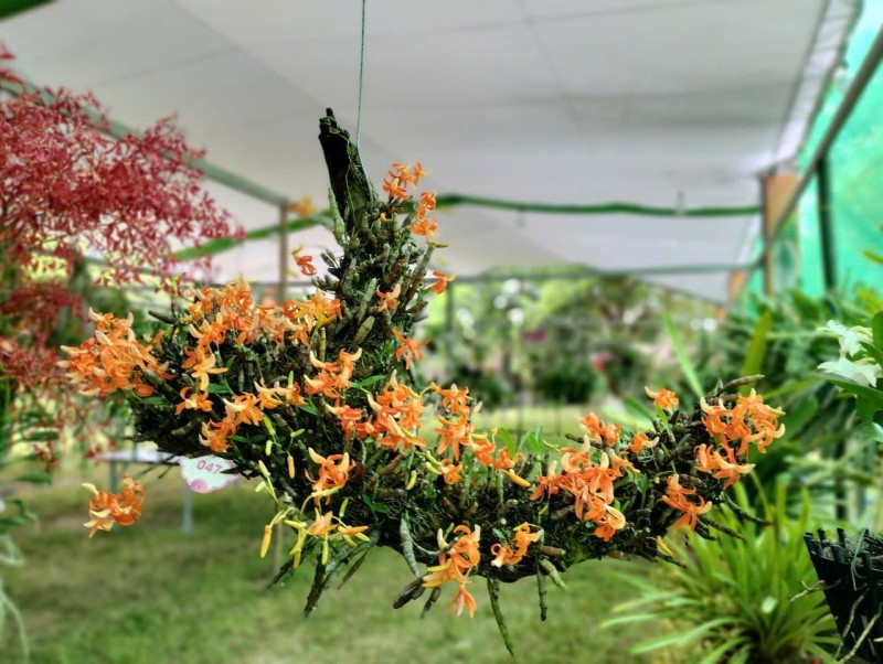 Festival Huế 2026: Thưởng ngoạn phong lan, cây cảnh giữa di sản