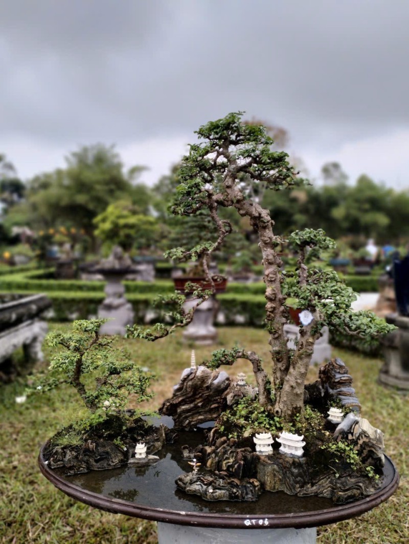 Festival Huế 2026: Thưởng ngoạn phong lan, cây cảnh giữa di sản