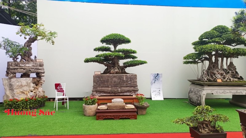 Hà Nội: Khai mạc Triển lãm Cây cảnh Nghệ thuật Xuân 2026