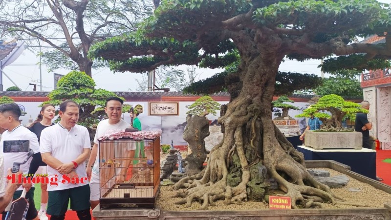 Hà Nội: Khai mạc Triển lãm Cây cảnh Nghệ thuật Xuân 2026