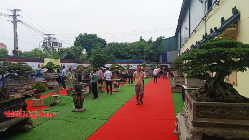 Hà Nội: Khai mạc Triển lãm Cây cảnh Nghệ thuật Xuân 2026