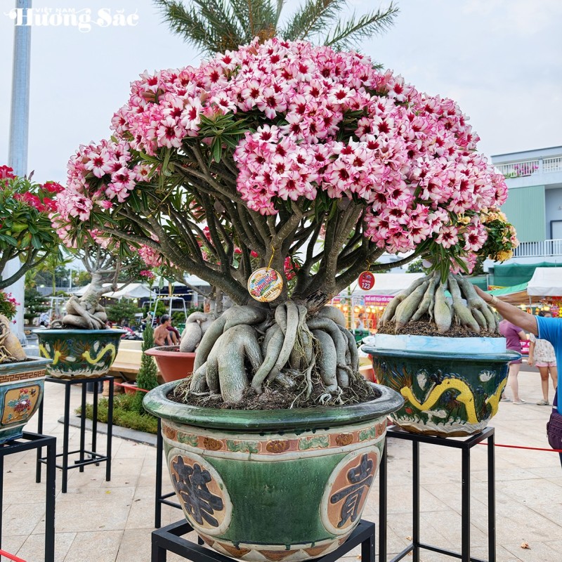 Khai mạc Festival Hoa Sứ 2026: Chủ đề "Sắc hoa Hội tụ"