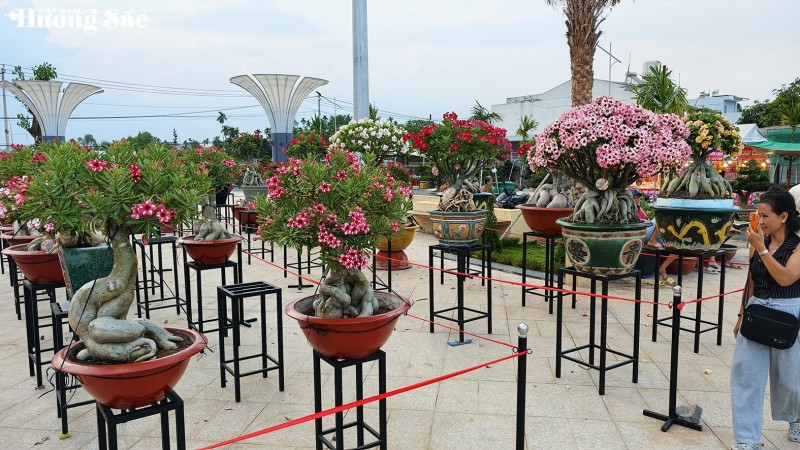 Khai mạc Festival Hoa Sứ 2026: Chủ đề 