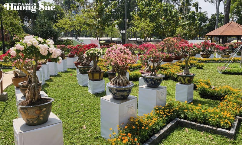 Khai mạc Festival Hoa Sứ 2026: Chủ đề 