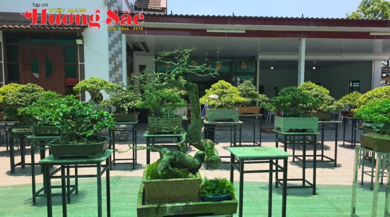 Thái Nguyên thành lập Câu lạc bộ Bonsai, ra mắt không gian kết nối người yêu cây cảnh Thái Nguyên thành lập Câu lạc bộ Bonsai, ra mắt không gian kết nối người yêu cây cảnh