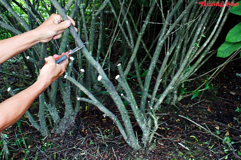 Hướng dẫn kỹ thuật giâm cành hiệu quả, tỷ lệ sống cao Hướng dẫn kỹ thuật giâm cành hiệu quả, tỷ lệ sống cao