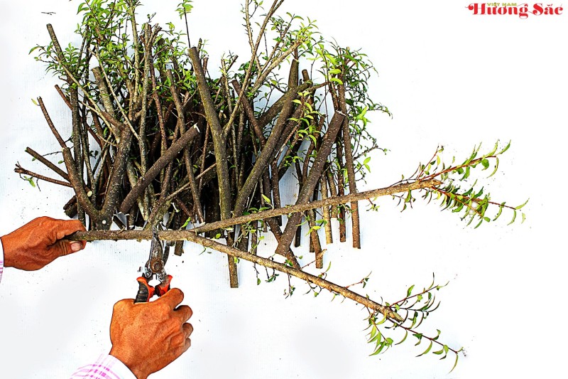 Hướng dẫn kỹ thuật giâm cành hiệu quả, tỷ lệ sống cao Hướng dẫn kỹ thuật giâm cành hiệu quả, tỷ lệ sống cao