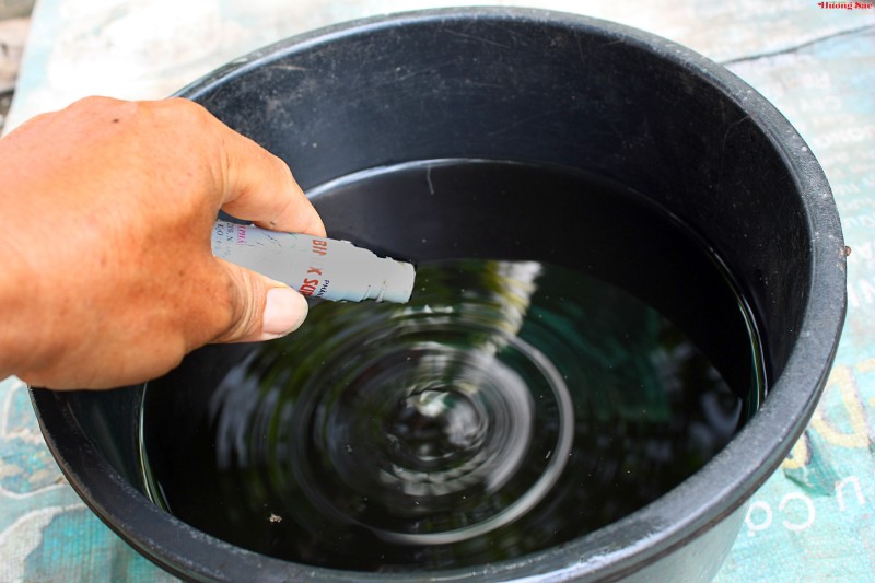 Hướng dẫn kỹ thuật giâm cành hiệu quả, tỷ lệ sống cao Hướng dẫn kỹ thuật giâm cành hiệu quả, tỷ lệ sống cao