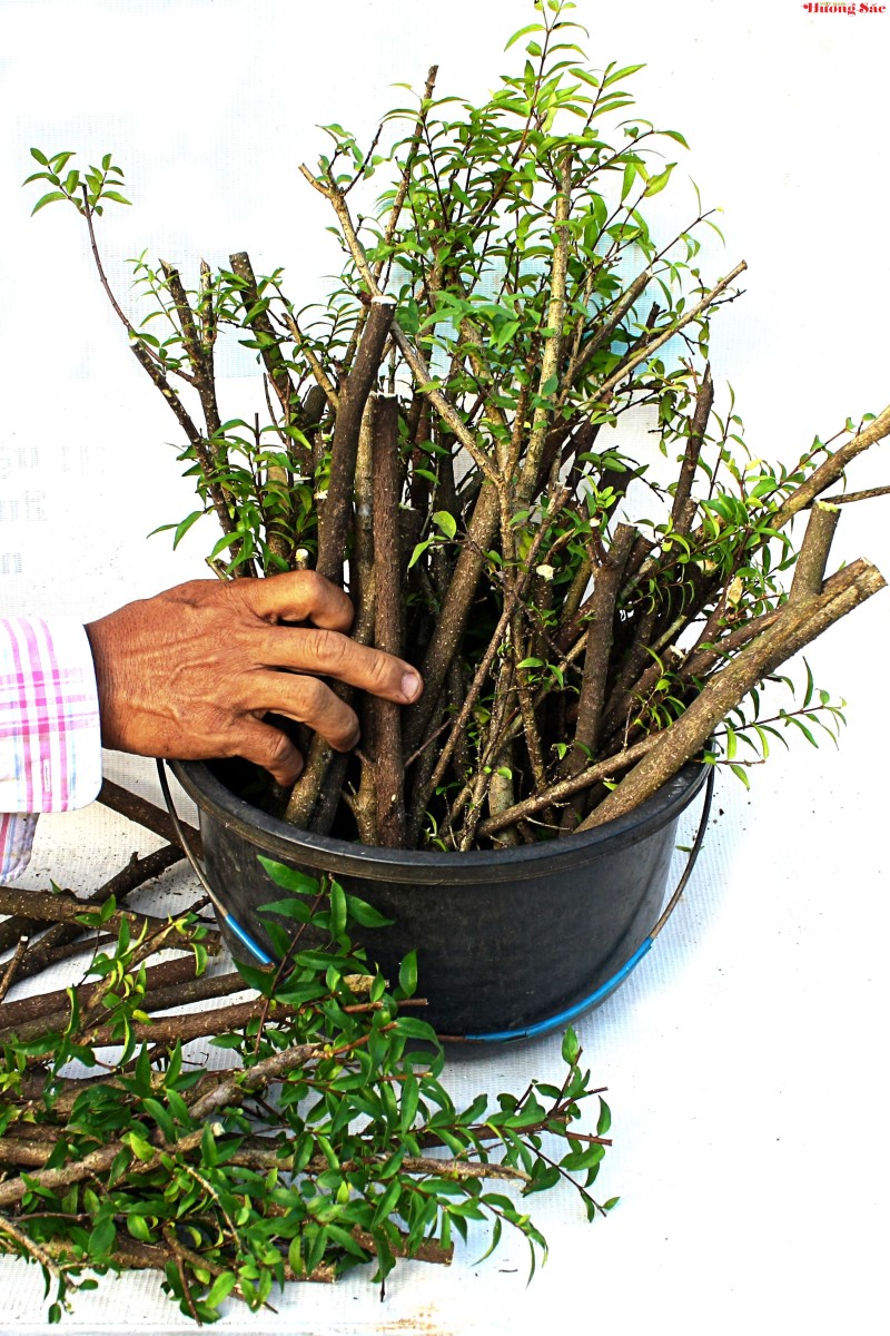 Hướng dẫn kỹ thuật giâm cành hiệu quả, tỷ lệ sống cao Hướng dẫn kỹ thuật giâm cành hiệu quả, tỷ lệ sống cao