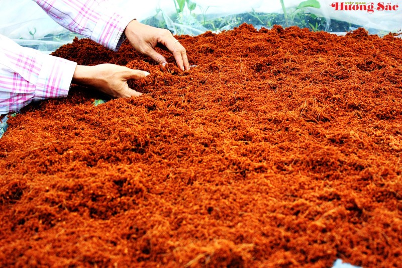 Hướng dẫn kỹ thuật giâm cành hiệu quả, tỷ lệ sống cao Hướng dẫn kỹ thuật giâm cành hiệu quả, tỷ lệ sống cao