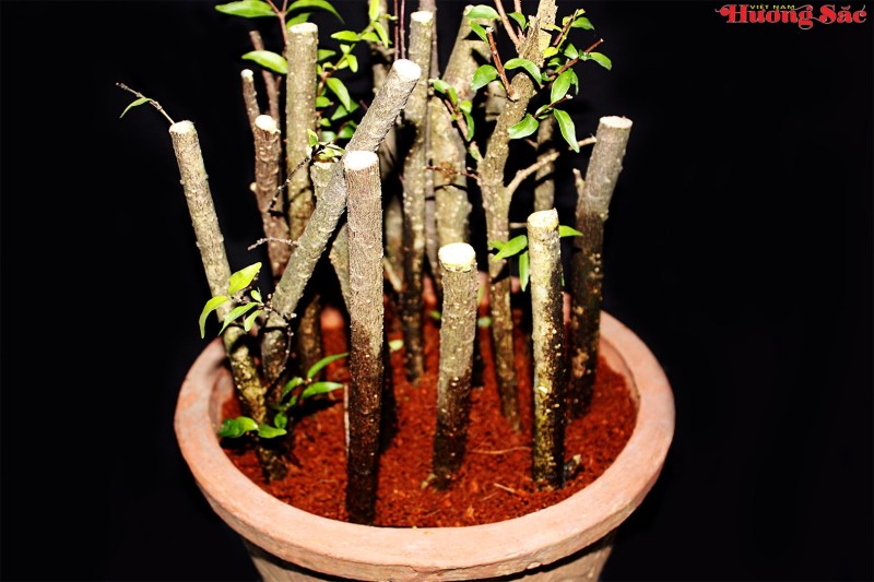 Hướng dẫn kỹ thuật giâm cành hiệu quả, tỷ lệ sống cao Hướng dẫn kỹ thuật giâm cành hiệu quả, tỷ lệ sống cao