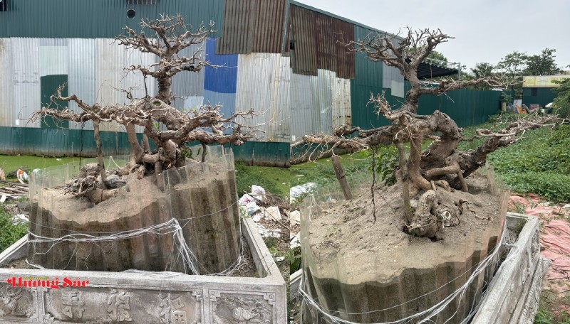 Vụ ba cây cảnh chết bất thường tại Nhà vườn Hữu Tuân: Cơ quan chức năng đang phân loại, xử lý theo quy định Vụ ba cây cảnh chết bất thường tại Nhà vườn Hữu Tuân: Cơ quan chức năng đang phân loại, xử lý theo quy định