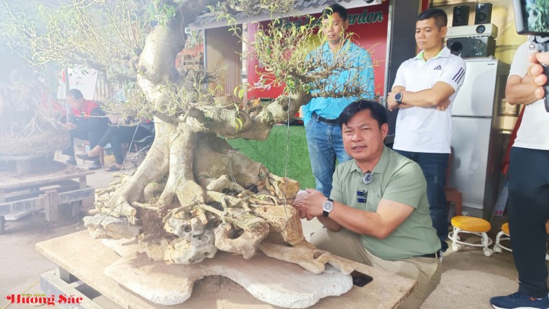 Nghệ nhân và chuyên gia lên tiếng về kỹ thuật chăm sóc cây lên đá sau vụ việc cây cảnh bị chết