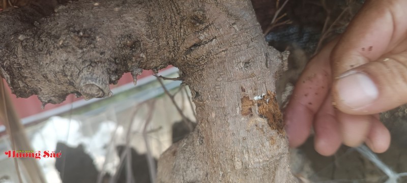 Vụ cây cảnh chết bất thường tại vườn Triều Khúc: Ghi nhận từ hiện trường và người trong cuộc