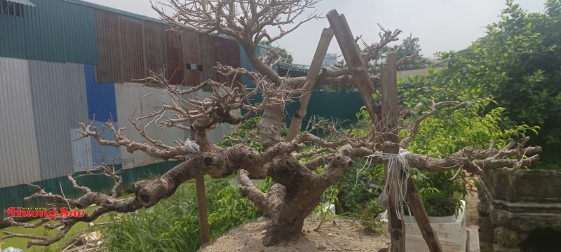 Vụ cây cảnh chết bất thường tại vườn Triều Khúc: Ghi nhận từ hiện trường và người trong cuộc