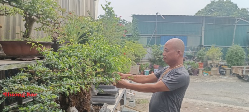 Nghệ nhân và chuyên gia lên tiếng về kỹ thuật chăm sóc cây lên đá sau vụ việc cây cảnh bị chết