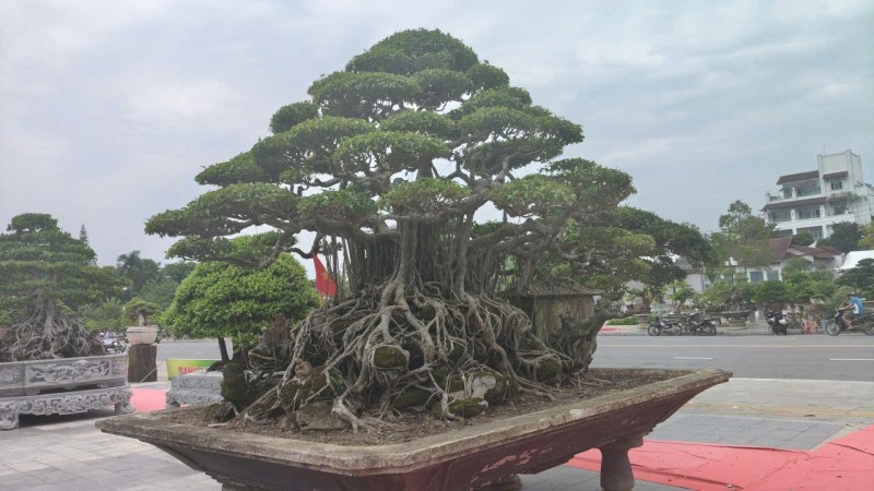 Hội chợ triển lãm Sinh vật cảnh Quảng Ngãi mở rộng 2026: Dấu ấn xã hội hóa và sức lan tỏa của phong trào