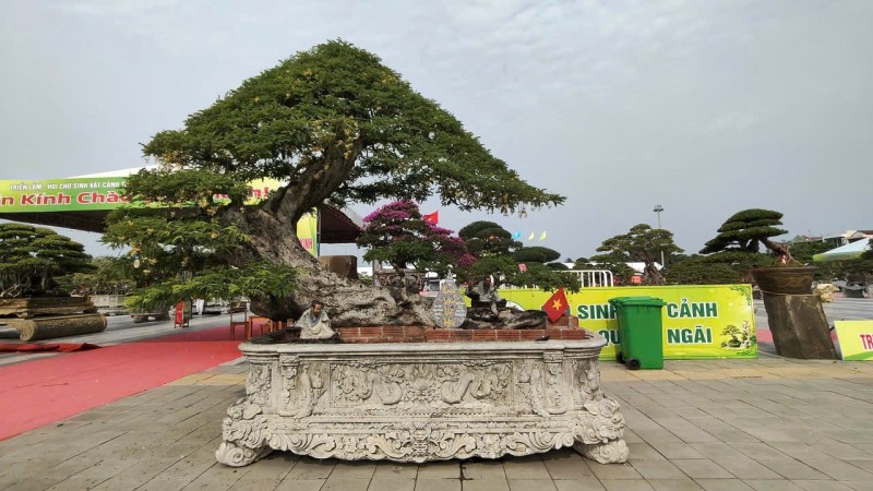 Hội chợ triển lãm Sinh vật cảnh Quảng Ngãi mở rộng 2026: Dấu ấn xã hội hóa và sức lan tỏa của phong trào
