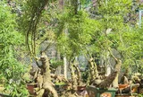 Hô biến những gốc tre xù xì thành “siêu phẩm” bonsai tiền triệu