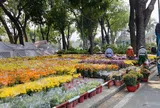 Thị trường hoa Tết: Những biến động âm thầm phía sau sắc xuân rực rỡ