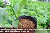 Nghị định số 38/2026/NĐ-CP quy định về nhập khẩu cây mang theo bầu đất và mã số vùng trồng, mã số cơ sở đóng gói.