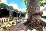 Sức sống bền bỉ của những cây cổ thụ trăm tuổi giữa Côn Đảo