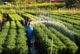 Từ trồng hoa bán Tết đến làm du lịch trải nghiệm: Làng hoa Sa Đéc thay áo mới