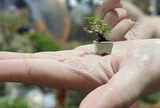 Tinh hoa thu nhỏ: Bonsai mini Đồng Tháp làm say lòng người yêu cây