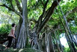 Cây cổ thụ gần 1.000 năm tuổi ở Đà Nẵng có hơn 20 rễ phụ khổng lồ là cây gì?