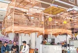 Huế: Sau gần một tháng chỉ có một người đăng ký nuôi chim hợp pháp