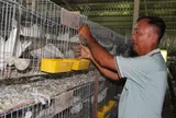 Từ bồ câu Pháp ở Long An đến tổ yến Gia Lai: Hai nông dân kiếm tiền tỷ từ mô hình nuôi chim