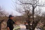 Vườn đào cổ tiền triệu ở Ninh Bình hút khách trước Tết