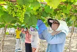 Nhà vườn tất bật chăm sóc nho chất lượng cao phục vụ Tết