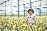 Nông dân Lâm Đồng thận trọng vụ hoa Tết