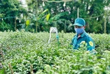 Làng hoa Nghĩa Hiệp: Cúc Tết “cháy hàng” ngay từ trong vườn