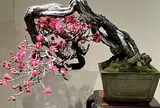 Tinh hoa bonsai thế giới và vẻ đẹp trăm năm tại Triển lãm Kokufu lần thứ 100