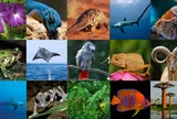 Việt Nam công bố quy định của CITES về quản lý buôn bán hổ và các loài họ Mèo