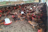 Gà “khổng lồ” chân to, dáng oai: Mô hình nuôi đặc sản giúp nông hộ thu đều trăm triệu mỗi năm