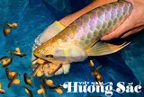 Hoàng Mạnh Long: Người dệt "giấc mơ rồng" & hệ sinh thái đa giá trị