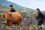 Tuyên Quang kỳ vọng đưa bò Mông thành “Wagyu Việt”