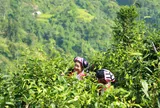 Lào Cai gỡ khó tiêu thụ chè trong bối cảnh xuất khẩu biến động