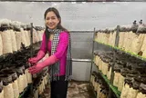 Cô giáo tiếng Anh ứng dụng công nghệ vào trồng nấm OCOP, vươn lên làm kinh tế giỏi