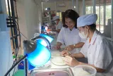 Phát triển ngành yến: Cần một chiến lược cho tài nguyên sinh học đặc biệt